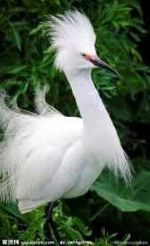 白鹭