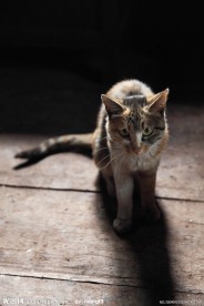 走路的家猫