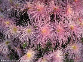 菊花 菊展 白菊花 红菊花 黄菊花 秋菊