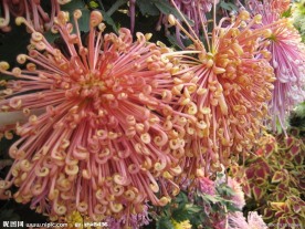 菊花 菊展 白菊花 红菊花 黄菊花 秋菊