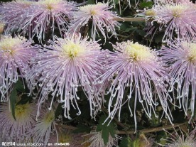 菊花 菊展 白菊花 红菊花 黄菊花 秋菊