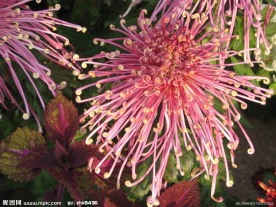 菊花 菊展 白菊花 红菊花 黄菊花 秋菊