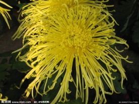 菊花 菊展 白菊花 红菊花 黄菊花 秋菊