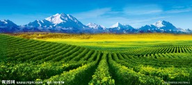 葡萄园