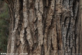 树皮纹理