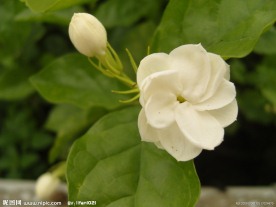 茉莉花