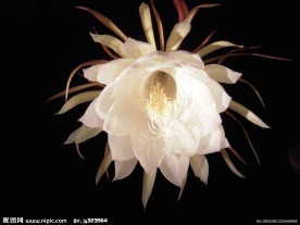 昙花