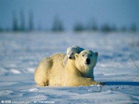 北极熊