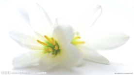 花卉写真