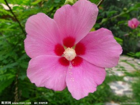 木槿花