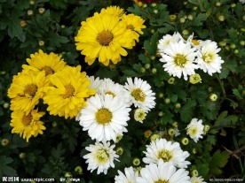 秋菊
