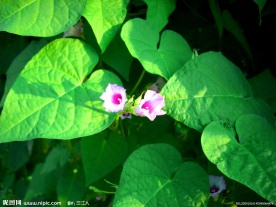 小喇叭花16