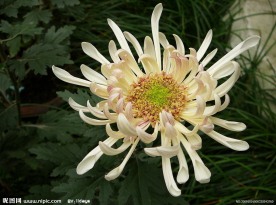 秋菊