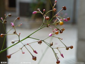 硕果