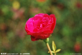 小红花