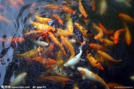 红鲤鱼