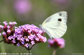 蝴蝶小花