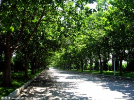 绿荫路