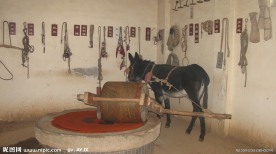 毛驴拉磨