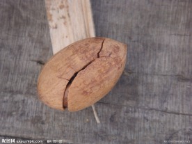 核桃 山核桃 碧根果 美国山核桃