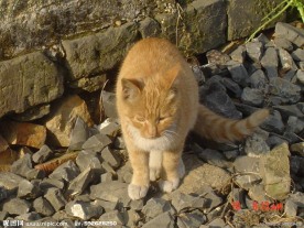 动物 猫