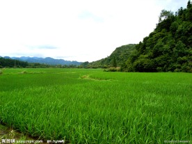田地