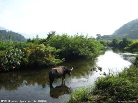 小溪水牛
