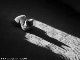 孤独的猫
