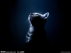 孤独的猫