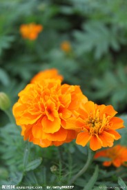 橙色小花