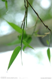 竹叶