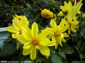 小丽花