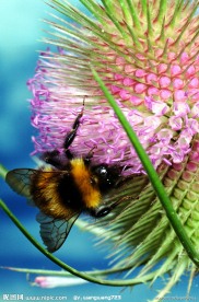 蜜蜂与花
