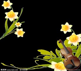 菊花 小提琴