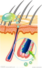矢量头发头皮组织