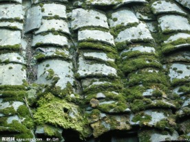 长青苔的瓦片