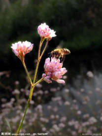 花蜜蜂