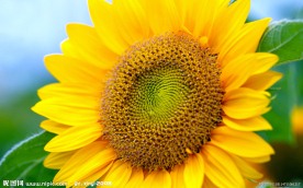 葵花