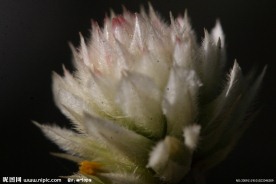 魁花