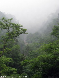 泰山自然风光云雾山林摄影