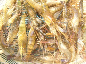 正宗的罗氏沼虾照片