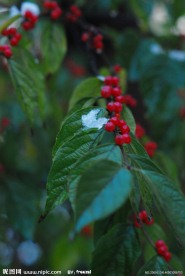傲雪
