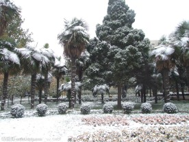 焦作市 人民公园 雪景