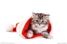 圣诞猫