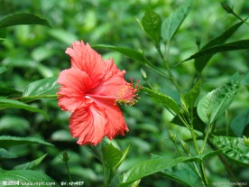 扶桑花