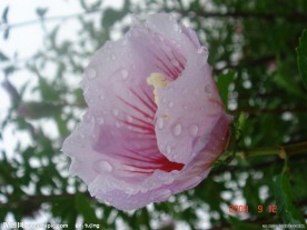木槿