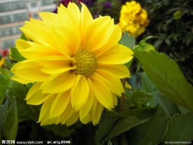 小丽花