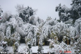 下雪的安静