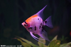 热带鱼