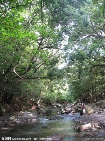 溪流 河流 瀑布 绿树 树林 森林 风景 旅游 石头